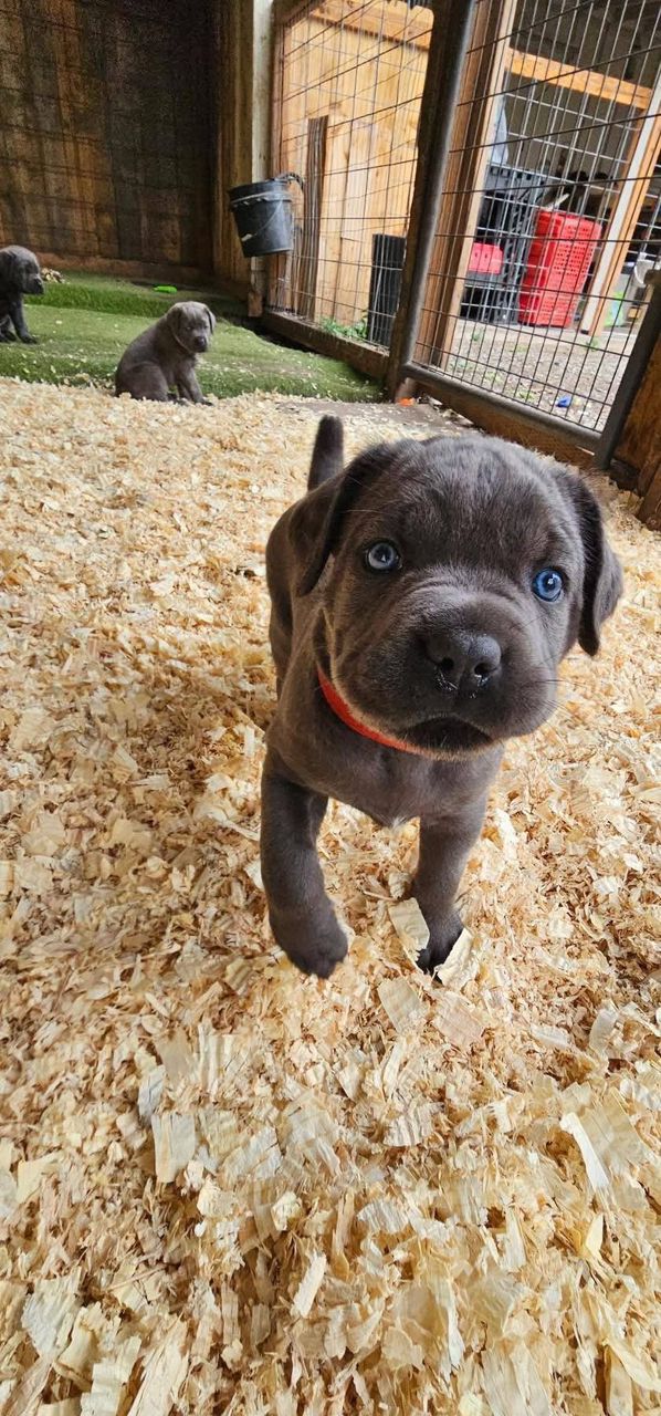 PURE BLACK BLUE EYES