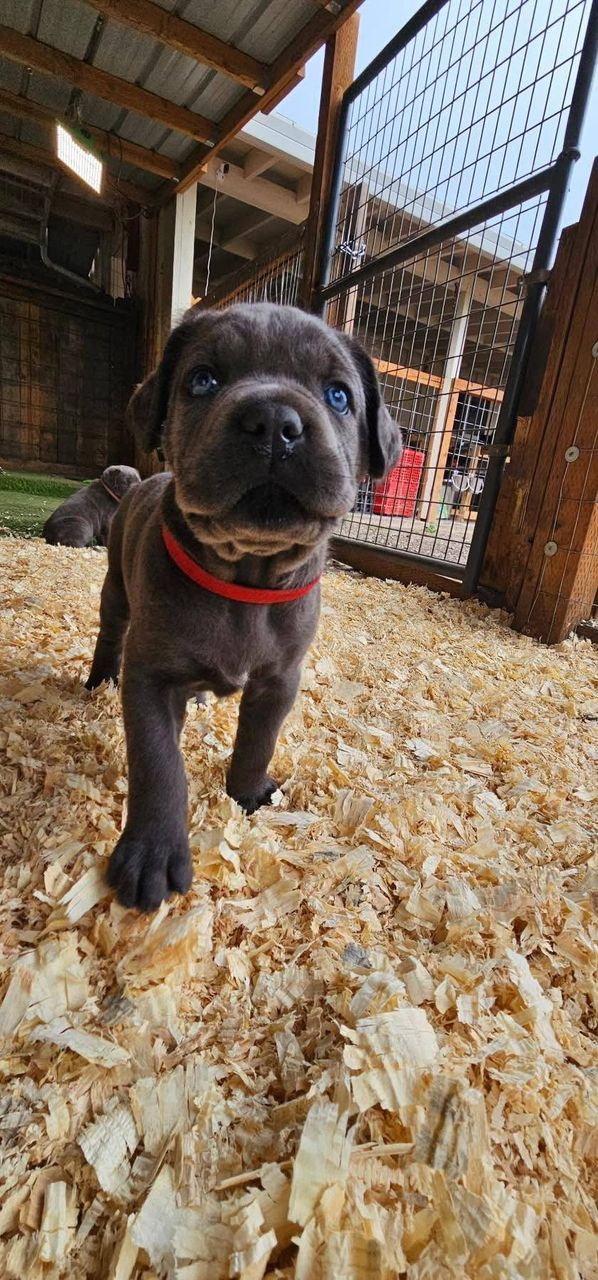 PURE BLACK BLUE EYES