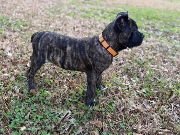 GREY BLACK DOTED WHITE