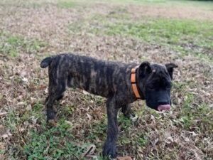 GREY BLACK DOTED WHITE