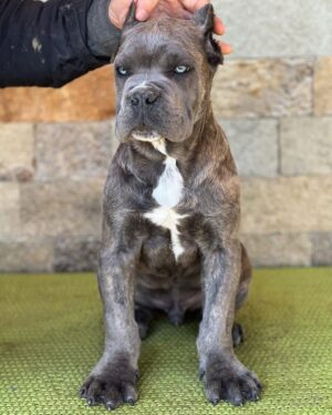 BROWNISH GREY DOTE WHITE