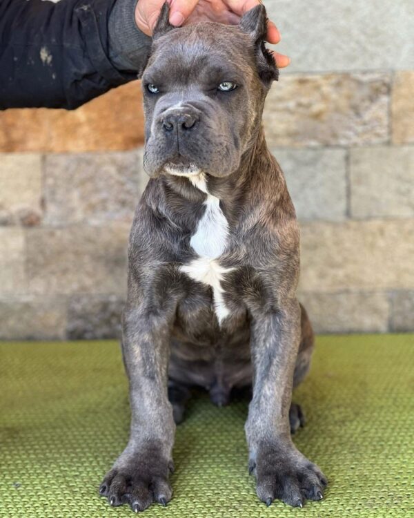 BROWNISH GREY DOTE WHITE