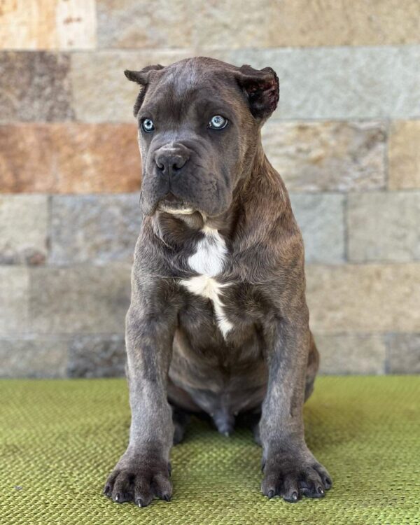 BROWNISH GREY DOTE WHITE