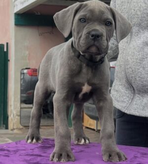 GREY BLACK DOTE WHITE