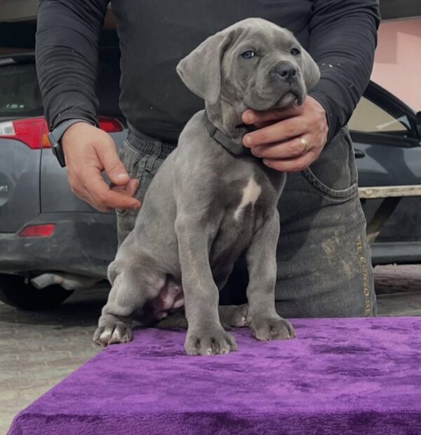 GREY BLACK DOTE WHITE