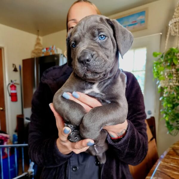 DARK GREY DOTE WHITE