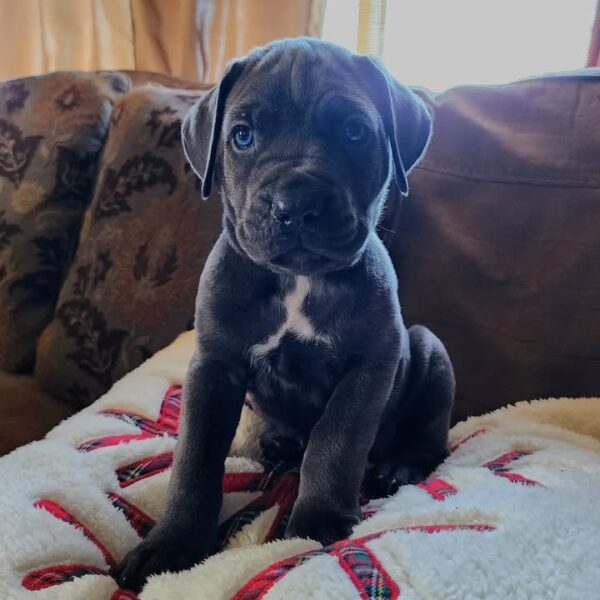 DARK GREY DOTE WHITE